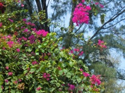 Flowers in Thailand