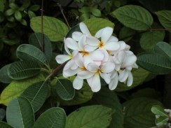Цветы Таиланда