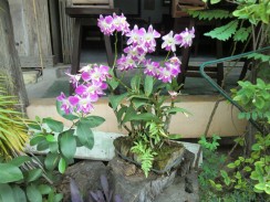 Орхидеи в Таиланде