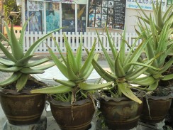Необычные растения Таиланда