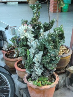 Необычные растения Таиланда