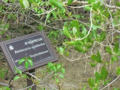Мангровый лес в Sirindhorn International Environmental Park