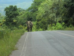 Дорога на водопады Pala U - встреча с диким слоном