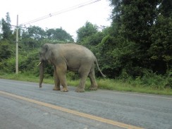 Дорога на водопады Pala U - встреча с диким слоном