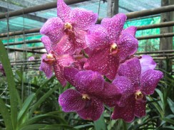 Фото цветущих орхидей