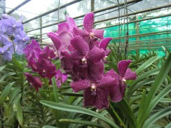 Фото цветущих орхидей