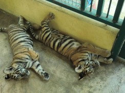 Тигриная ферма - Tiger Kingdom, Chiang Mai