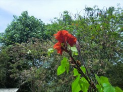 Цветы и другие интересные растения Таиланда - фото