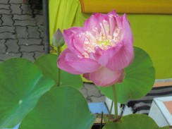 Цветы и другие интересные растения Таиланда - фото