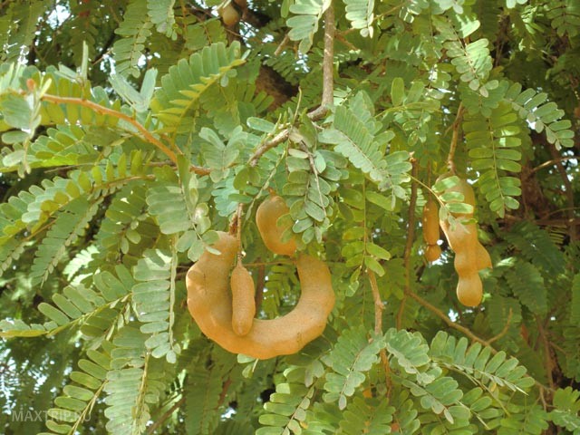 Экзотические тайские фрукты - тамаринд