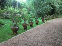 Бонсай в Tao Garden, Chiang Mai