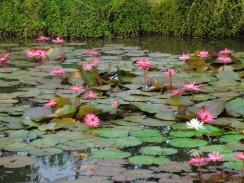 Water lily pond, Thailand