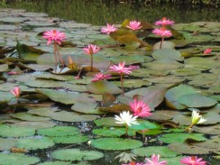 Пруд с водными лилиями, Таиланд