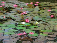 Пруд с водными лилиями, Таиланд
