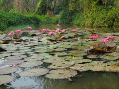 Water lily pond, Thailand