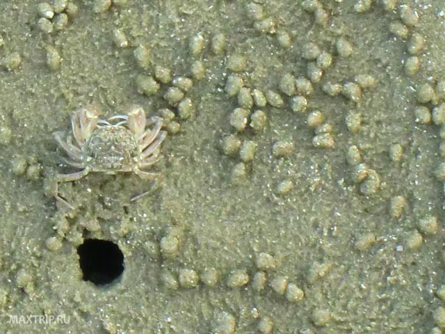Крабики на песке